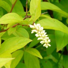 Itea japonica 'Beppu'