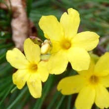 Jasminum nudiflorum