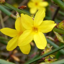 Jasminum nudiflorum