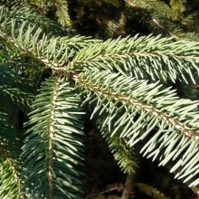Picea glauca