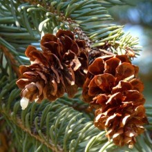 Picea glauca | šišky