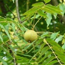 Juglans nigra