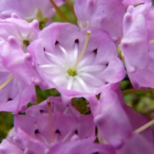 Kalmia polifolia | květ