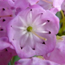 Kalmia polifolia