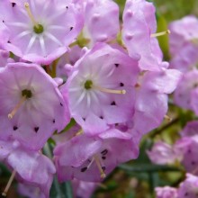 Kalmia polifolia