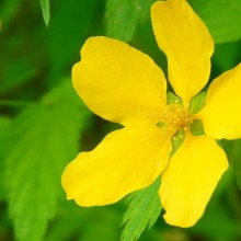 Kerria japonica