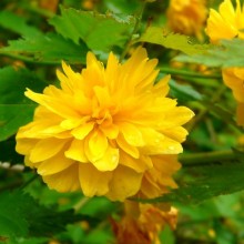Kerria japonica 'Pleniflora' | květ