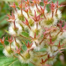Kolkwitzia amabilis | plod