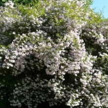 Kolkwitzia amabilis | habitus