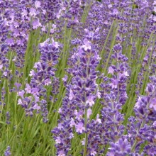 Lavandula angustifolia