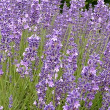 Lavandula angustifolia