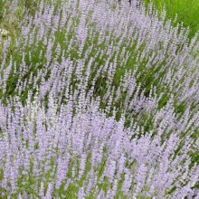 Lavandula angustifolia