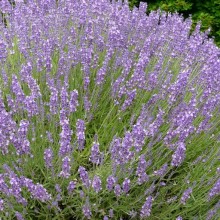 Lavandula angustifolia