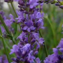 Lavandula angustifolia 'Hidcote Blue'