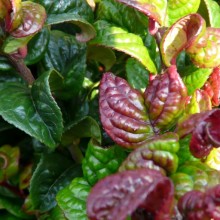 Leucothoe axillaris 'Curly Red'