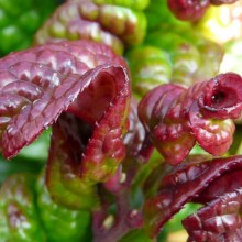 Leucothoe axillaris 'Curly Red'