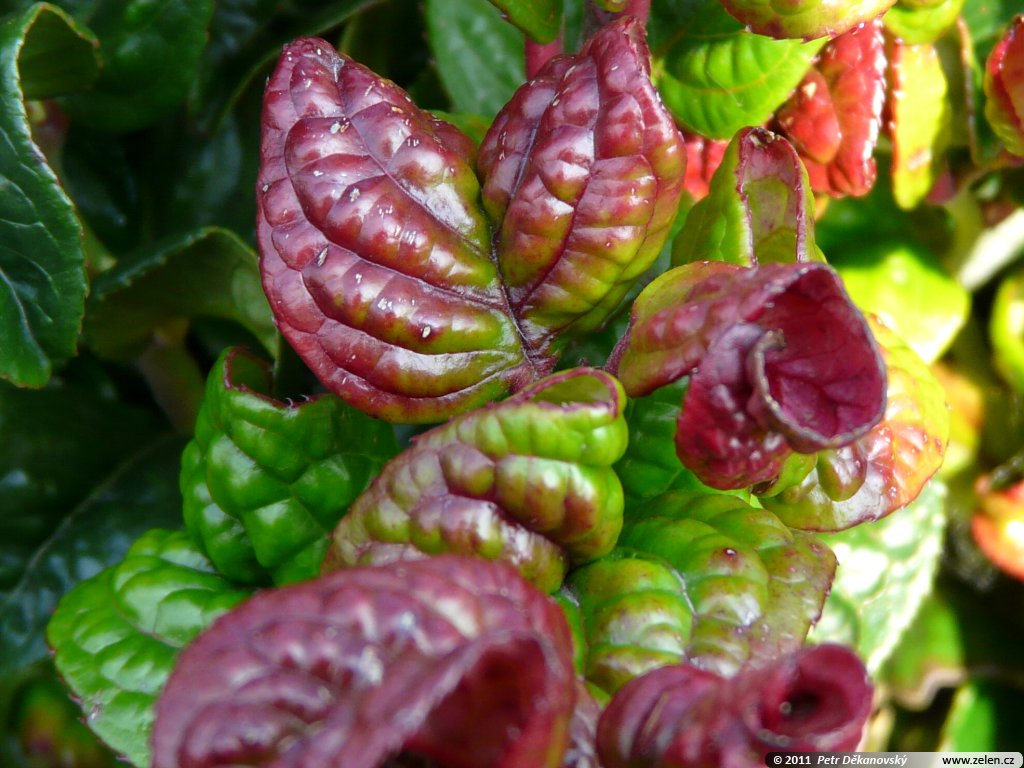 Leucothoe Curly Red
