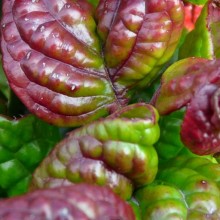 Leucothoe axillaris 'Curly Red'