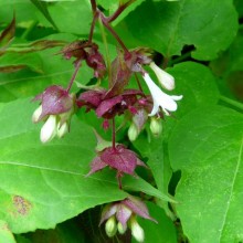 Leycesteria formosa