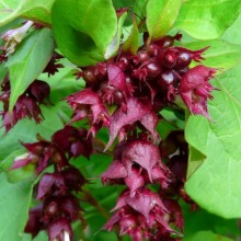 Leycesteria formosa 'Purple Rain'