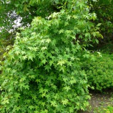 Liquidambar orientalis