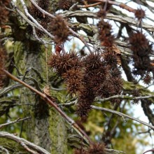 Liquidambar styraciflua 'Pendula'