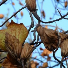 Liriodendron tulipifera