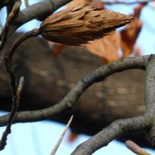 Liriodendron tulipifera | plody