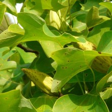 Liriodendron tulipifera 'Crispum'