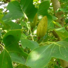 Liriodendron tulipifera 'Crispum'