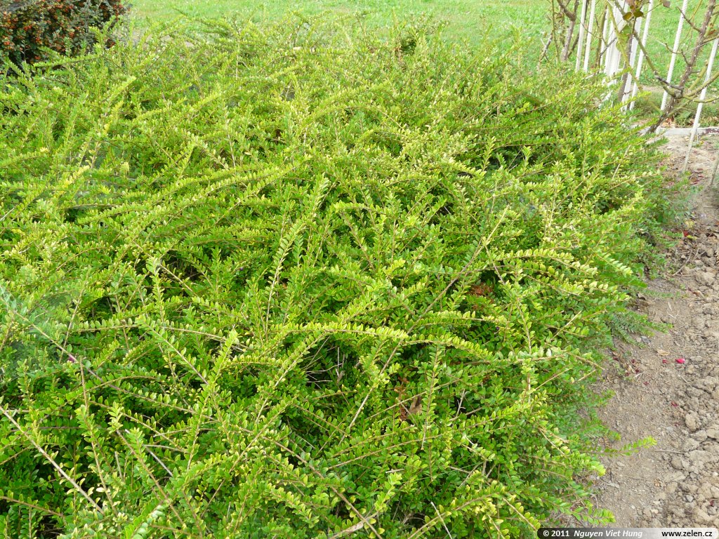 Lonicera nitida Hohenheimer Findling zimolez leskl