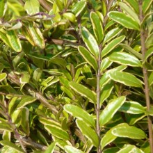 Lonicera nitida 'Lemon Beauty'
