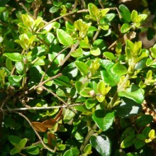 Lonicera nitida 'Maigrün'