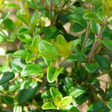 Lonicera nitida 'Maigrün'