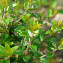 Lonicera nitida 'Maigrün'