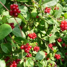 Lonicera periclymenum 'Serotina'