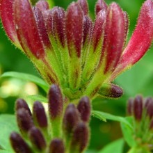 Lonicera periclymenum 'Serotina'