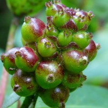 Lonicera periclymenum 'Serotina'