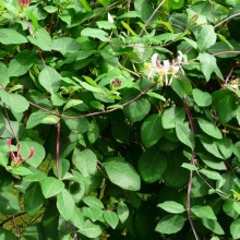 Lonicera periclymenum 'Serotina'