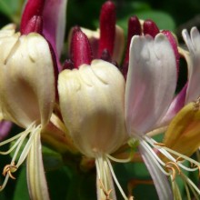 Lonicera periclymenum 'Serotina'