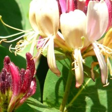 Lonicera periclymenum 'Serotina'