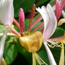 Lonicera periclymenum 'Serotina'