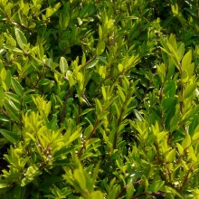 Lonicera pileata 'Moss Green'