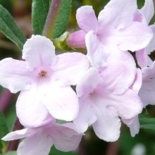 Lonicera thibetica