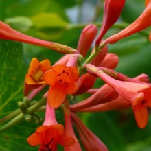 Lonicera x brownii 'Dropmore Scarlet'