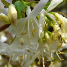 Lonicera x purpusii