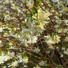 Lonicera x purpusii