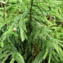 Picea orientalis 'Atrovirens'