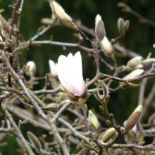 Magnolia kobus | květ