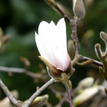 Magnolia kobus
